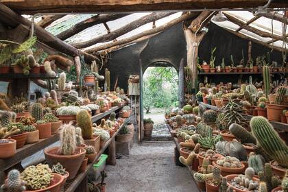 El cactario cuenta con una colección única de cactus y es un fuerte atractivo del lugar.