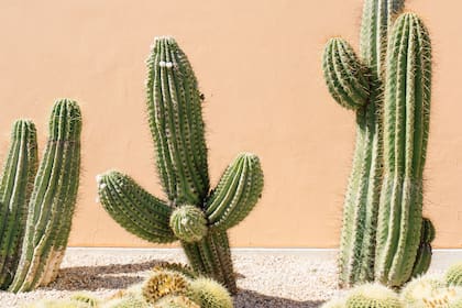 El cactus, acebo o la llamada lengua de suegra pueden crear zonas menos accesibles para el paso de estos animales