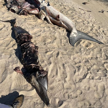 El cadaver del delfín apareció junto al tiburón blanco