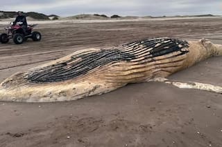 Tras la aparición de cinco tortugas marinas muertas, hallaron una ballena