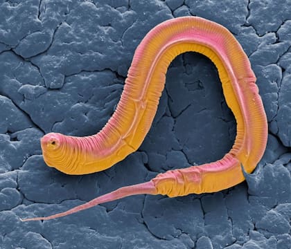El Caenorhabditis elegans se utiliza a menudo para estudios relacionados con el envejecimiento