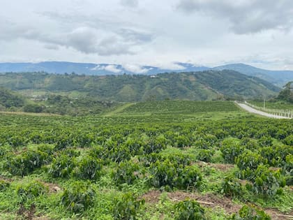 El café que arribará a nuestro país el mes próximo proviene de Boconó, Estado Trujillo