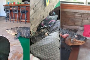 El caimán Albert vivía en la casa de un hombre en el estado de Nueva York, EE.UU.