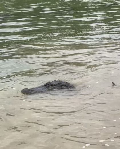 El caimán apodado con el nombre de "Gary" fue visto reiteradas veces en las aguas del Río Grande en Texas