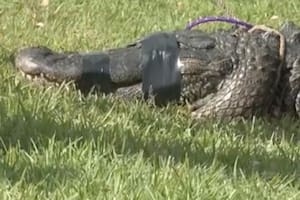 La medida que tomaron en Florida tras el ataque de un caimán a una mujer