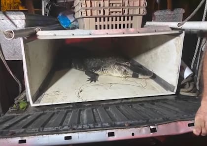 El caimán de poco más de dos metros fue capturado y llevado a una granja lejos de la comunidad