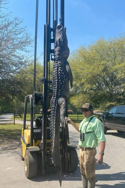 El caimán medía 3,5 metros de largo y pesaba 200 kilos