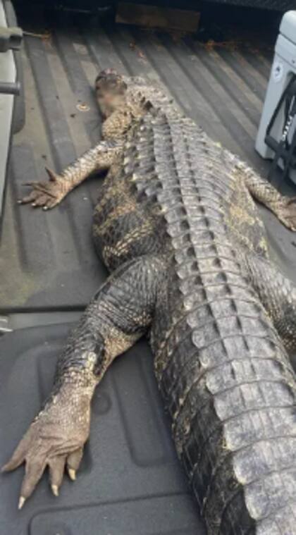 El caimán que atacó al perro medía dos metros y medio