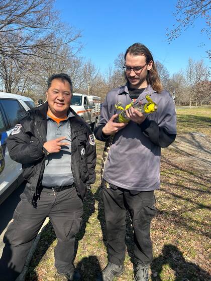El caimán tenía alrededor de tres años y medía poco menos de un metro de largo