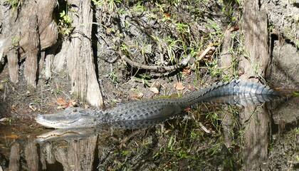 El caimán tenía un disparo en la cabeza presuntamente hecho por un arma con perdigones (imagen ilustrativa)