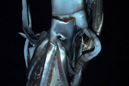 El calamar fue filmado por equipos de televisión de EE.UU. y Japón