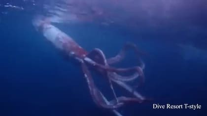 El calamar media 2.5 metros