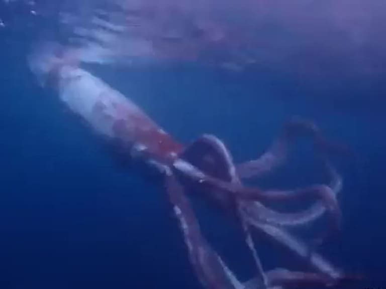 Buceaban en el mar de Japón y se encontraron con un calamar colosal ...