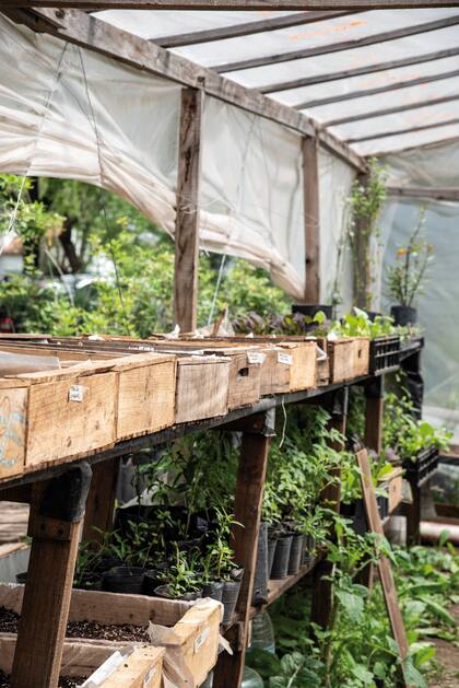 El calendario biodinámico rige las tareas de siembra