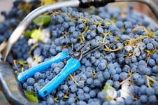 El inesperado problema que amenaza la producción de vino en la Argentina y Chile