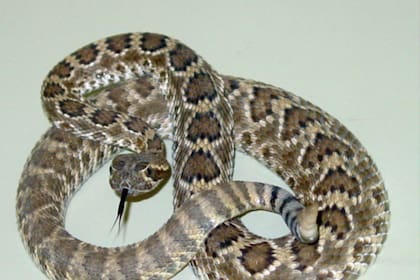 El calor adelantó la actividad de estos animales en senderos y áreas naturales