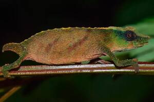 El camaleón Chapman’s pygmy (Rhampholeon chapmanorum) fue redescubierto en Malawi por un reciente expedición de científicos