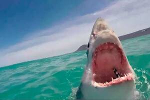El impactante momento en que un gran tiburón blanco salta y muestra los dientes