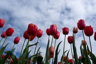 El cambio climático amenaza a decenas de 10.000 de especies vegetales, dicen científicos