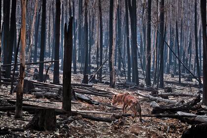 El cambio climático derivado directamente de la acción del hombre provoca efectos irreversibles