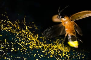 ¿Por qué las luciérnagas están en peligro de extinción?