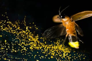 ¿Por qué las luciérnagas están en peligro de extinción?