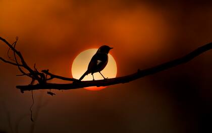 El cambio climático, la disponibilidad de hábitat y la protección frente a otras amenazas podrían determinar cuáles serán las aves más comunes en el futuro