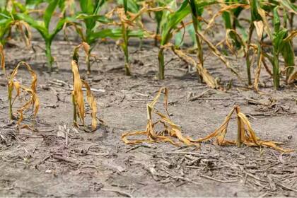 El cambio climático supone un nuevo escenario para las plantas