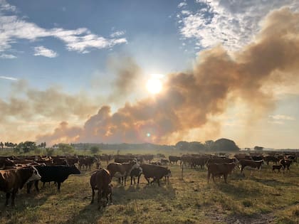 El campo de Alejandro Balmaceda, donde se le quemaron 40 hectáreas de eucaliptus y 700 de campo natural para ganadería