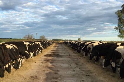 El campo de Contreras en el paraje Once Bocas, en San Vicente