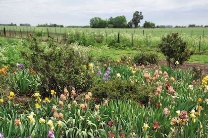 El campo de cultivo de iris se encuentra en un sitio de suelo bien drenado y alto. Octubre es un espectáculo con su floración.