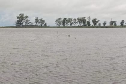 El campo de Lucas Semper, en Trenque Lauquen, tras las lluvias