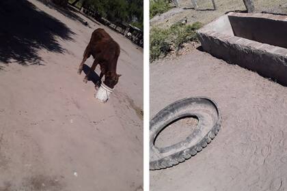 El campo de Nievas en la zona rural de Miraflores, en el Chaco
