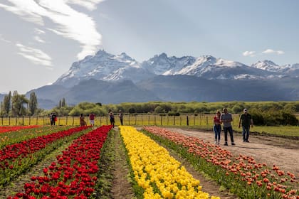El campo de tulipanes de Trevelin, uno de los ya consagrados