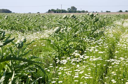 El campo “El Recodo” ubicado en Sicardi, en las afueras de La Plata, con su extenso cultivo de alcachofas.