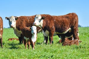 Más campo, menos mitos. Conceptos para entender su rol en Argentina