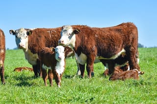 Más campo, menos mitos. Conceptos para entender su rol en Argentina