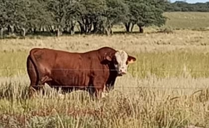 El campo forma parte del Caldenal, un ecosistema compuesto con grandes extensiones de bosques con esta especie
