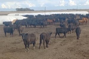 Un productor perdió 60 terneros y denunció fallas en una vacuna contra la neumonía