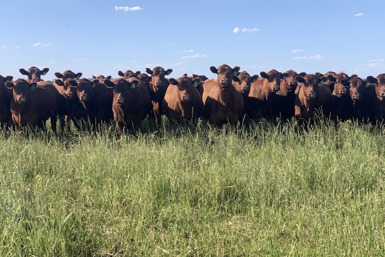 Innovación y tradición: la transformación de la lechería en la era moderna