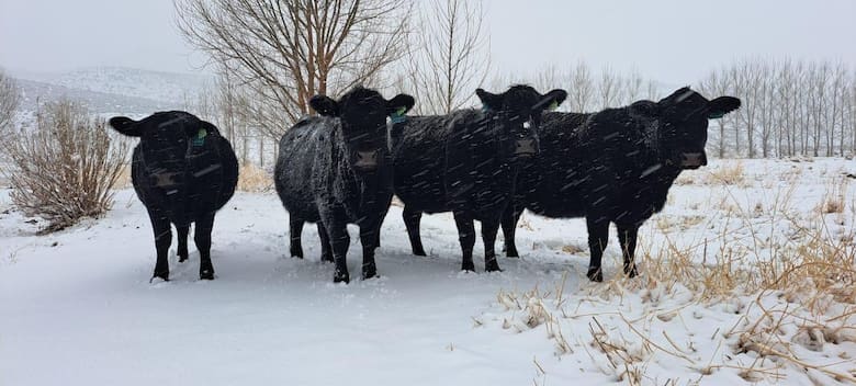 Angus en la estepa: la revolución ganadera de Iturburu en la Patagonia