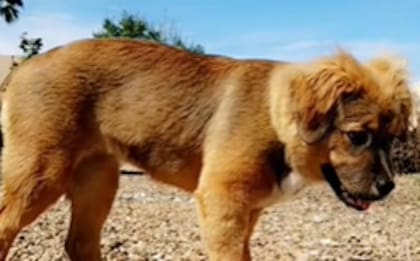 El can comenzó a mudar el pelo luego de unos meses de crecimiento