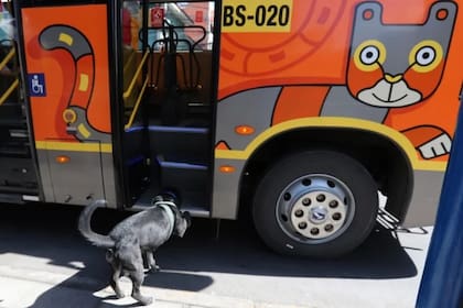 El can le tomó cariño a los conductores y los anfitriones que asisten a los pasajeros en los autobuses