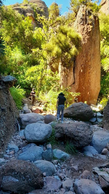 El cañadón del arroyo Los Terrones, es una suerte de "selva" donde crecen helechos y musgos.