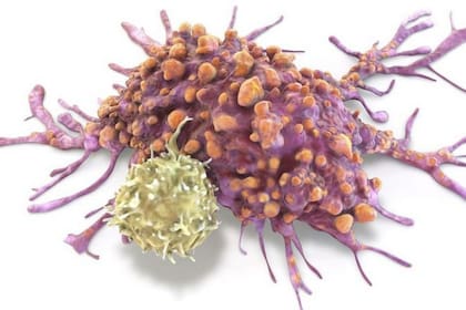 El cáncer afecta al conjunto del reino animal pluricelular