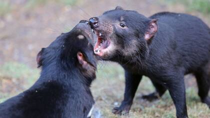 El cáncer es contagioso y se transmite con mordidas