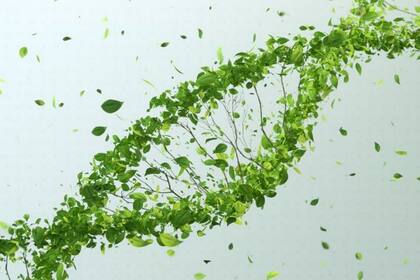 El cáncer es un como un modelo biológico pertinente para estudiar la evolución de los seres vivos