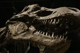 El cáncer maligno también fue diagnosticado en dinosaurios