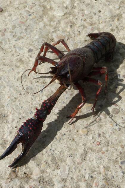 El cangrejo de río es un indicador para determinar la degradación por metales pesados y fármacos del medio en el que habitan