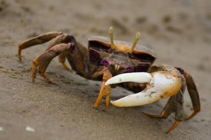 El cangrejo violinista macho puede engañar a la hembra regenerando una tenaza grande pero menos poderosa